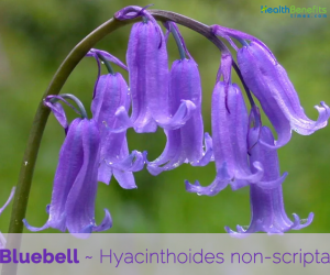 Facts about Bluebells