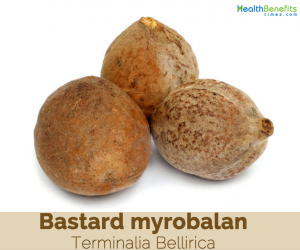Health benefits of Bastard Myrobalan (Baheda)
