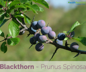 Health benefits of Blackthorn or Sloe