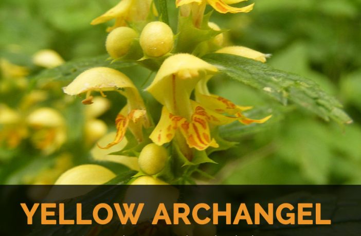 tjeneren hobby Jurassic Park Yellow Archangel Facts and Uses