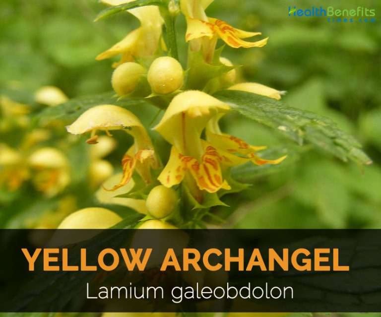 Yellow Archangel Facts and Uses