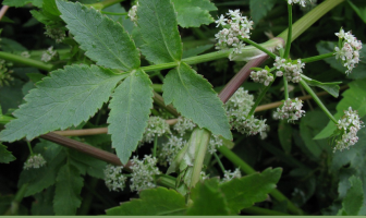 Facts about European Marshwort