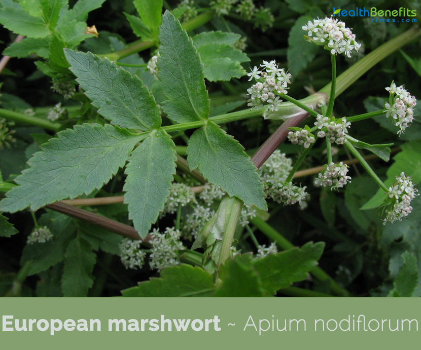 Facts about European Marshwort