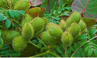 Health benefits of Bonduc Nut