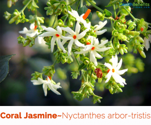 Health-benefits-of-Coral-jasmine