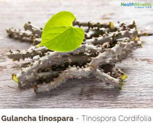 Health benefits of Gulancha tinospara