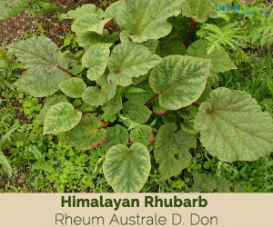 Health benefits of Himalayan Rhubarb