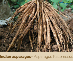 Health benefits of Indian asparagus