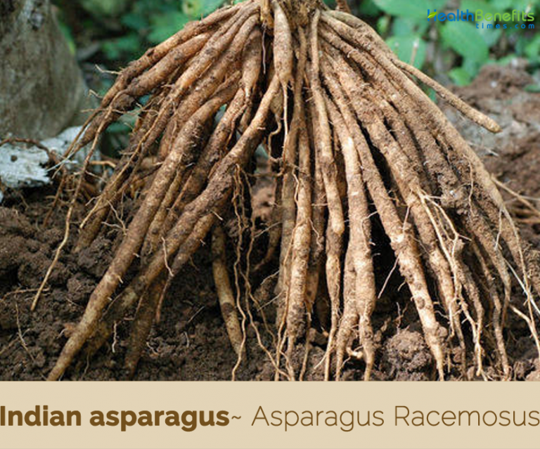 Indian asparagus facts and health benefits