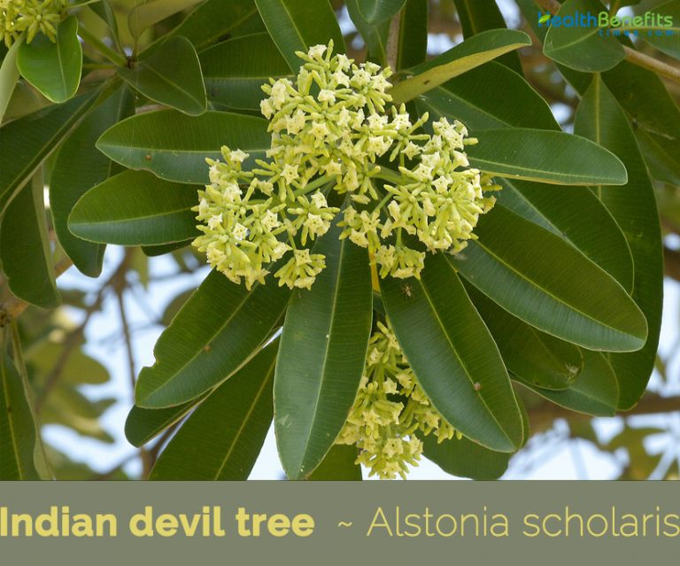 Indian devil tree facts and health benefits