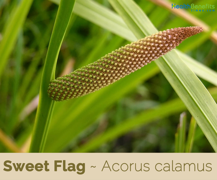 Health Benefits Of Sweet Flag Health Benefits Health Benefits Of Sweet Flag Health Benefits
