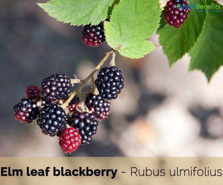 Elm leaf blackberry facts and health benefits