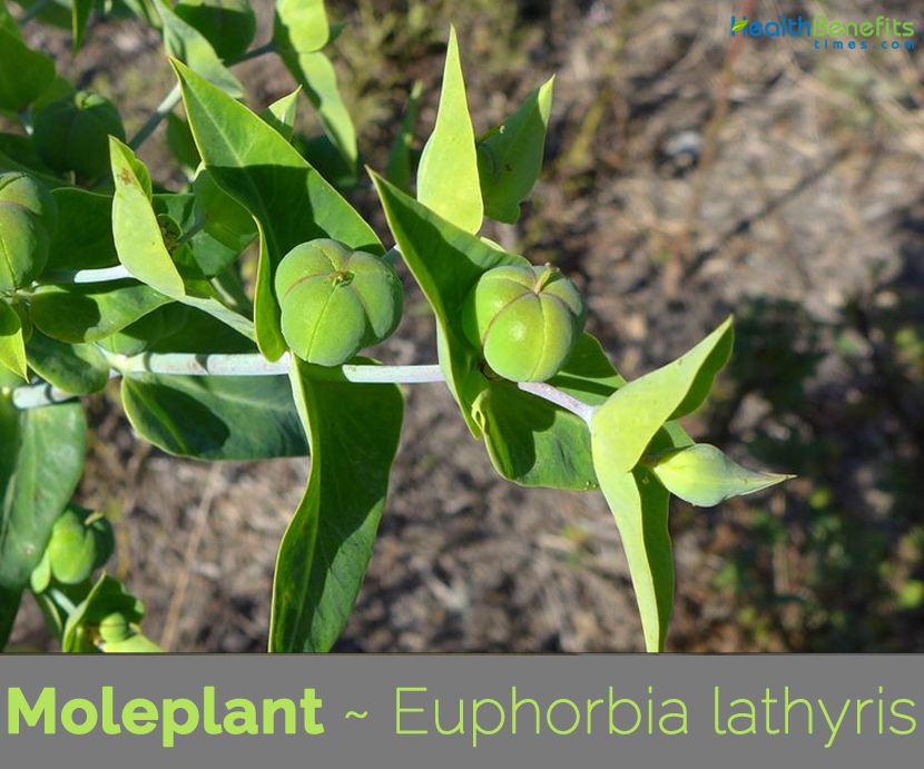 Euphorbia Lathyris 6 graines d'EUPHORBE ANTI TAUPE G74 MOLE PLANT SEEDS SEMILLAS 