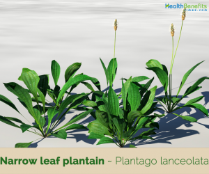 Facts about Narrow leaf plantain