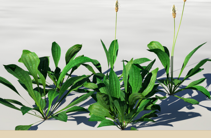 Image of Narrow leaf plantain plant in pot