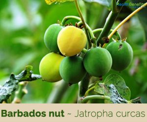 Health benefits of Barbados Nut