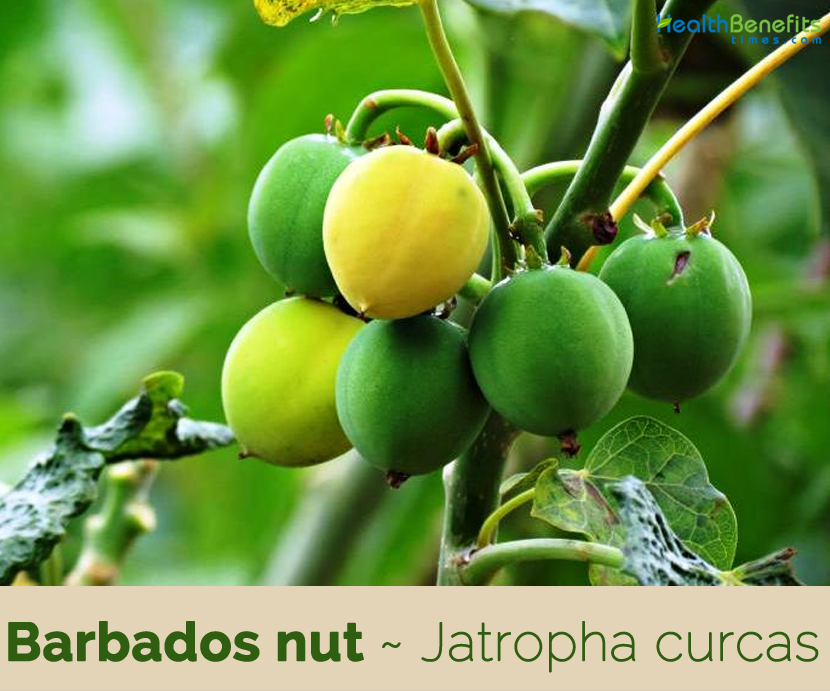 Health benefits of Barbados Nut