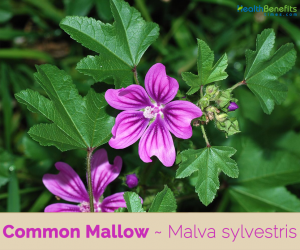 Health benefits of Common Mallow