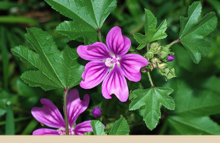 Common Mallow Facts And Health Benefits