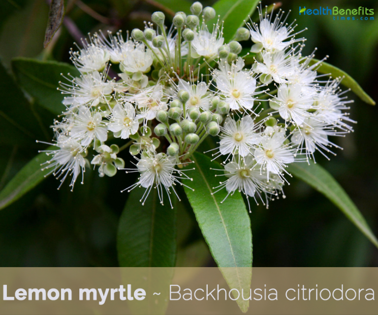 Lemon myrtle facts and health benefits