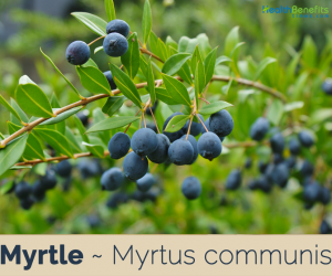Health benefits of Myrtle