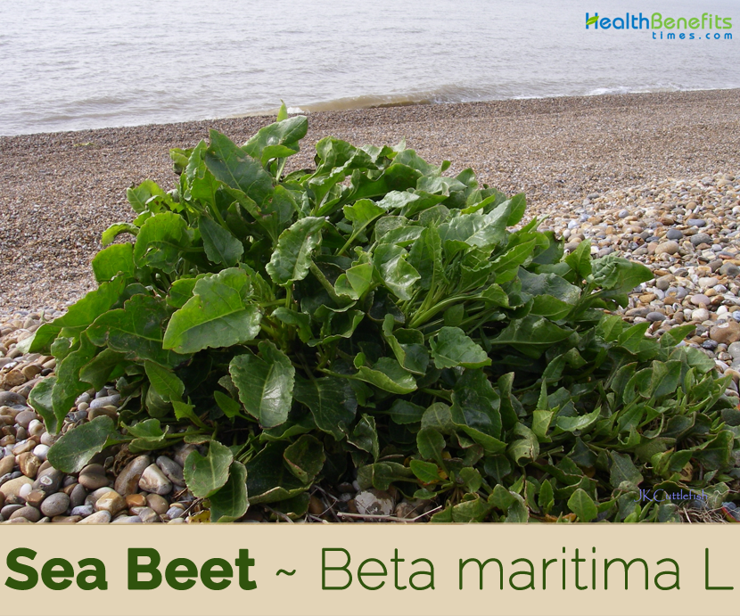 Health benefits of Sea Beet