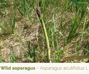 Health benefits of Wild Asparagus