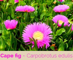 Facts about Cape Fig