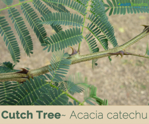 Facts about Cutch Tree