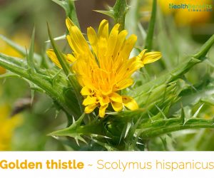 Facts about Golden thistle