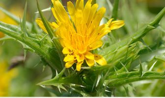 Facts about Golden thistle