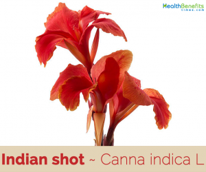 Facts about Indian Shot