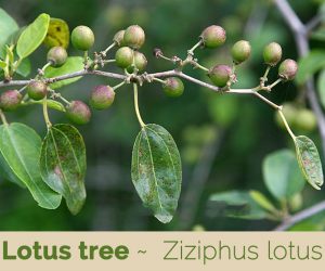 Facts about Lotus tree
