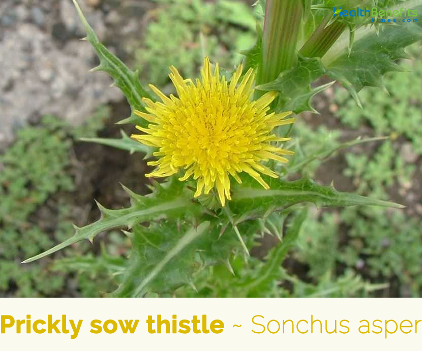 Facts-about-Prickly-sow-thistle