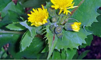 Facts about Sow Thistle
