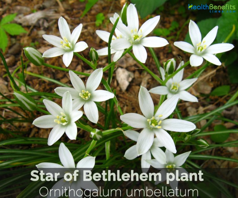 Star of Bethlehem plant facts and health benefits