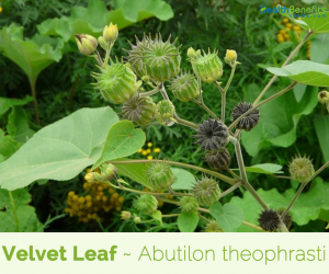 Facts about Velvet Leaf