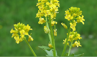 Facts about Yellow Rocket cress