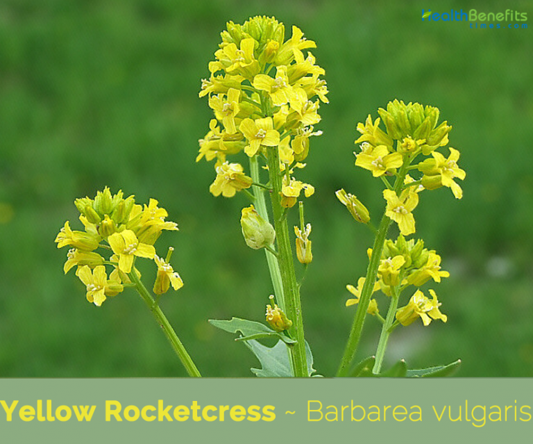 Yellow Rocket cress facts and health benefits