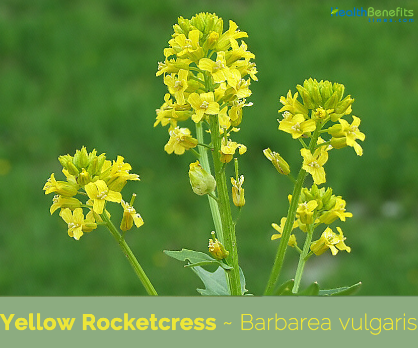 25+ seeds Semillas Winter Cress Barbarea vulgaris Yellow Rocket Cress
