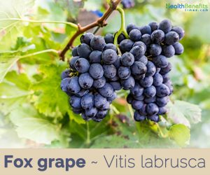 Health benefits of Fox Grape