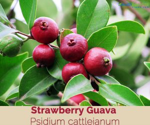 Health benefits of Strawberry Guava