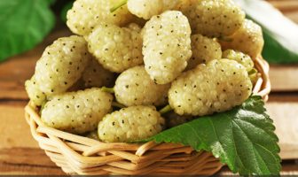 Health benefits of White Mulberry