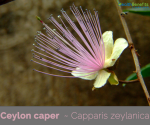 Facts-about-Ceylon-caper