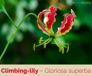 Facts about Climbing Lily