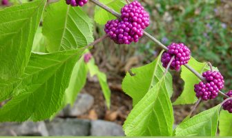 Facts about French Mulberry