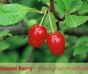 Facts about Goumi Berry
