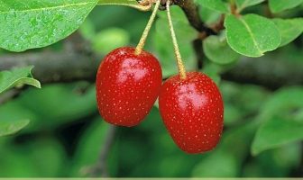 Facts about Goumi Berry
