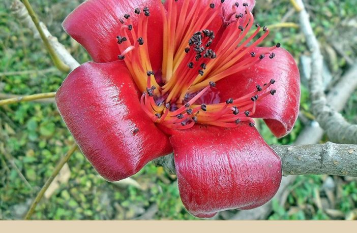 Red Silk Cotton Tree Facts And Health Benefits