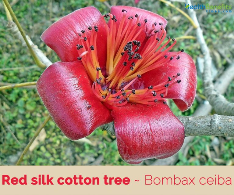 Red silk cotton tree facts and health benefits